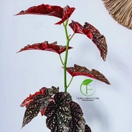 Tanaman Hias Begonia Mocca - Begonia Mocca -Begonia