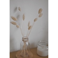 Lagurus / Tiny Kit Lagurus / Bunny Tail / Mini Vase