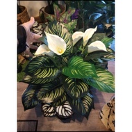 💥HOT ITEM💥NEW💥KELADI BUNGA/ARTIFICIAL PLANT/POKOK HIASAN/POKOK VIRAL