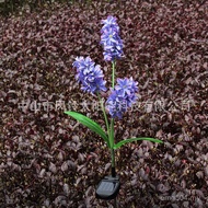 Light Simulation Flower Solar Highlight Multicolor Hyacinth Hyacinth LED Garden 6 Lawn Light Outdoor