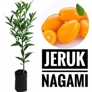 RB001 Bibit Tanaman Jeruk Nagami Bibit Jeruk Nagami