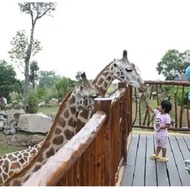 Voucher Hotel Prigen Baobab Safari Resort (XMast Season) DELUXE HILL