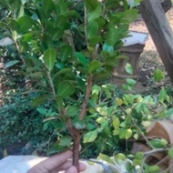 cangkokan 30-40 bibit ficus kompakta #bahan bonsai beringin