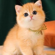 伊宠金渐层幼猫纯种英短蓝金小奶猫血统长毛矮脚英国短毛猫咪宠物活体 品种：英国短毛猫