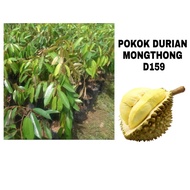 Anak Pokok Durian Mongthong D159 🌱