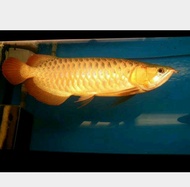 Ikan arwana super red size : 35 cm