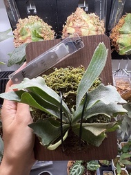 侏儒骨刺鹿角蕨Platycerium willinckii cv. 'Spur'（迷你木板板植）