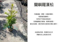 心栽花坊-羅漢松/蘭嶼羅漢/6吋盆/松杉柏檜/綠化環境/綠離植物/聖誕節必備/售價180特價150