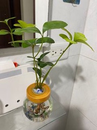 闊葉鐵樹3吋盆墨西哥鐵樹可水耕實物拍攝 小品盆栽 辦公室桌面植栽【觀葉植物