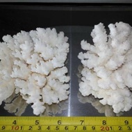 Decorative SEA CORAL AQUARIUM DECORATION