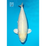 Ogon dainichi botan 65 bu female ikan koi import sertifikat breeder