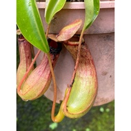 2 ventrata in 1 pot Monkey cup / Nepenthes live plant / periuk kera hidup / 猪笼草