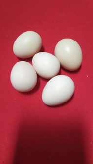 TELUR AYAM SERAMA BERBENIH UNTUK DIERAMKAN 1PC