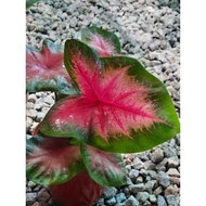 Caladium Red Sp. Mix Unique Live House Plant Pokok