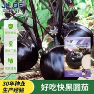 Delicious Fast Black Round Eggplant Seed Vegetable Seed Daquan Courtyard Vegetable Ground Vegetable 