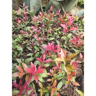 Maroon Eugenia Plant Buy 5 PLUS 1