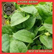 Benih Bayam Remayong Hijau / Malabar Spinach Mayong / Benih Sayur
