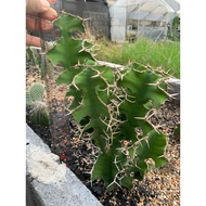 Euphorbia Grandicornis (Euphorbia Grandicornis) Freshly Cut