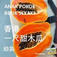 ANAK POKOK BETIK SEKAKI(香港 )一尺甜木瓜 幼苗