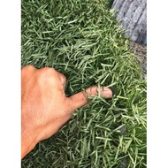 RUMPUT TIRUAN TERPAKAI (PADANG FUTSAL)