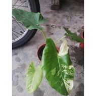 albino caladium ......