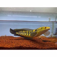 Ikan Channa Maru Yellow Sentarum 9-10 Cm (Red Eye) Channa Ys.