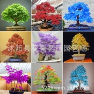 Ready Stock Fast Shipping Blue Maple Seeds Gold Maple Purple Maple Red Maple Mini Red Maple Butterfl