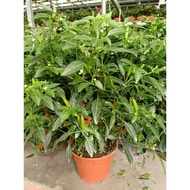 1 - 4 POT Tanaman Cabe Rawit Setan Merah Jumbo BERBUAH LEBAT DALAM POT Hijau Cabai Rawit Setan Pedas