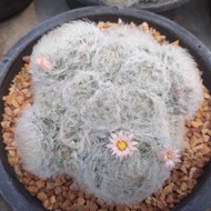 💥แมมขนนกขาว💥 mammillaria plumosaขนาด 3-4 ซม. ไม้เมล็ด ต้นแคคตัส ต้นกระบองเพชร(กรุณาอ่านรายละเอียดก่อนทำการสั่งซื้อครับ)