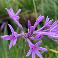 Pokok Kucai Ungu Kuchai Taiwan Society Garlic