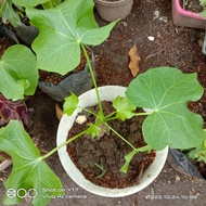 Tuba - Tuba rooted plant for sale