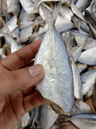 ปลาตาโตเค็ม ตากแห้ง ออแกนิค ปลาทะเล ขนาด 500 กรัม