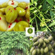 Super Fruit Thai Toad Tree Gives Fruit After 3 Months of Planting