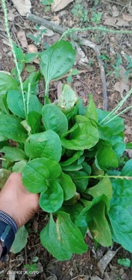 Spoon leaves kiurat leaves 250 grams