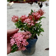[Paling Horticulture] Ixora in Polybag 仙丹花 - Pokok Bunga Hiasan Outdoor | Pokok Ixora