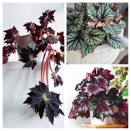 Begonia pokok cantik