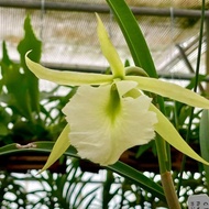 Brassavola Jimminey Cricket