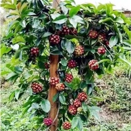 Seed Supply Fruit Cloth Tiger Fu Big Blood Vine Prescription Can New Product Seed Fruit North South 