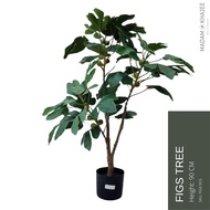 FIGS Tree Height 90-150 Cm ต้นมะเดื่อฝรั่ง ความสูง 90-150 ซม.