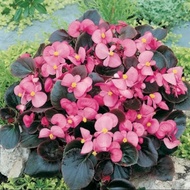 tanaman hias gantung begonia bunga pink - begonia bunga - begonia