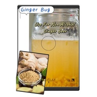 Organic Stater for Non Alcoholic Ginger Beer / Ginger Soda Drinks