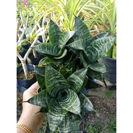 Lidah Jin renek / Snake plant dwarf