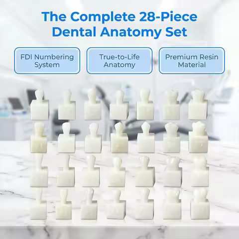 28Pcs 1:1Dental Tooth Carving Model Dental Teaching Mold