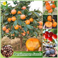 เมล็ดพันธุ์ ลูกพลับ บรรจุ 25 เมล็ด Mixed Bonsai Persimmon Tree Seeds Fruit Seeds for Planting บอนไซ เมล็ดผลไม้ พันธุ์ผลไม้ เมล็ดพันธุ์ผลไม้ ต้นไม้กินผล บอนสีพันหายาก ต้นไม้ผลกินได้ เมล็ดบอนสี ต้นไม้แคระ ต้นไม้มงคล ปลูกง่าย คุณภาพดี ราคาถูก ของแท้ 100%