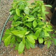 RARE / EXOTIC / NADIR Tenggek Burung / Euodia (Melicope lunu-ankenda) - Pokok Hidup / Live Plant