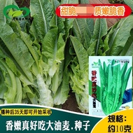 Fragrant Tender Really Delicious Barley Vegetable Seeds Farmland Vegetable Garden Potted Plants Four