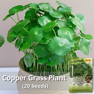 เมล็ดพันธุ์ เมล็ดคอปเปอร์กราส บรรจุ 20 เมล็ด Bonsai Copper Grass Pilea Seeds Water Grass Seeds Hydro