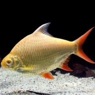 ikan kaviat albino jumbo tank mate pembersih kotoran & sisa makanan