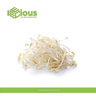Fresh Taugeh Bean Sprouts 500gram / 1kg Fresh Vegetables