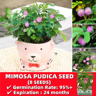 *ขายเมล็ดพันธุ์/ประเทศไทยพร้อมสต็อก*8 เมล็ด Mimosa Pudica Seeds Perilla  Flower Seeds เมล็ดพันธุ์ ดอกไม้ เมล็ดบอนสีสวยๆ บอนสีหายาก ไม้ประดับ ต้นดอกไม้สวยๆ ต้นไม้จิ๋วจริง ต้นบอนสี ต้นไม้ฟอกอากาศ ต้นไม้มงคล